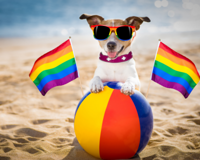 gay dog jake with beach ball and rainbow flags