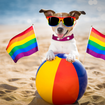 dog jake with beach ball and rainbow flags