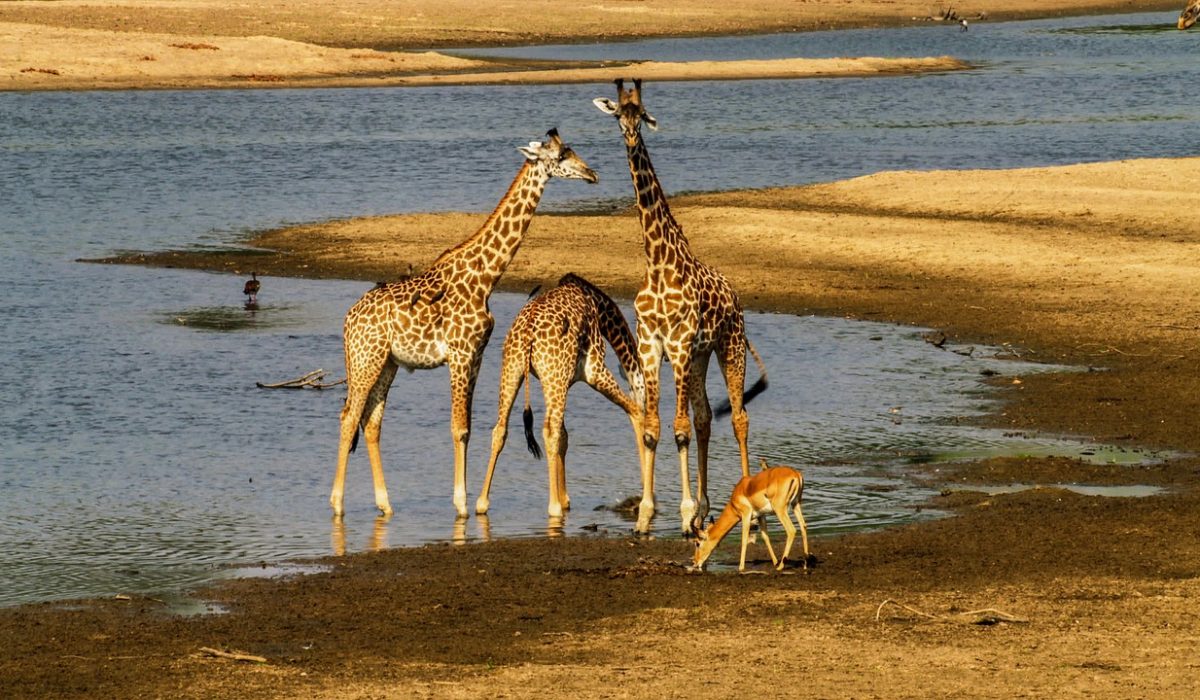 giraffes-impala-safari