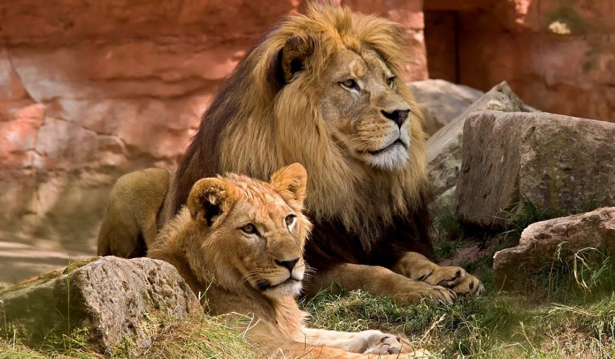 lion-wildlife-predator-825704.jpg