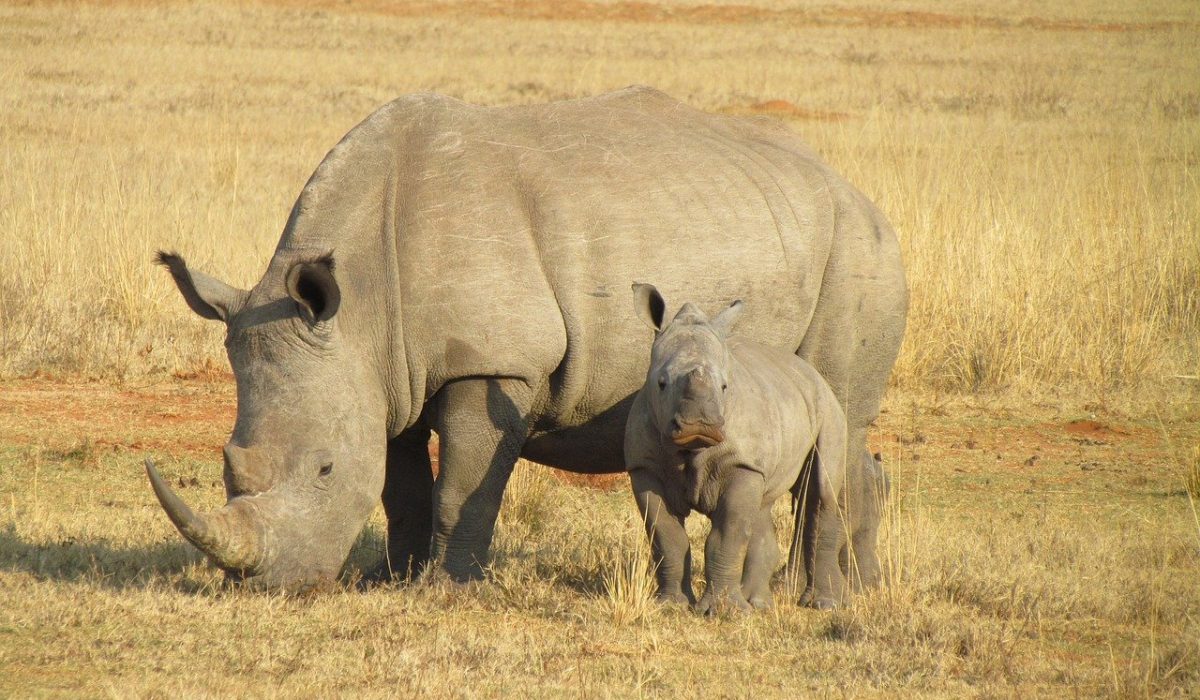 rhinos-rhinoceroses-rhinoceros-382401.jpg